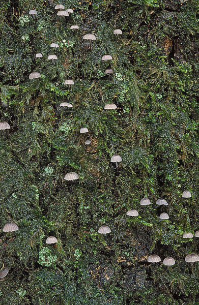 Mycena pseudocorticola
